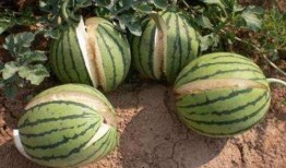 宿迁网红吃瓜事件真相,真相背后的网络狂欢与反思